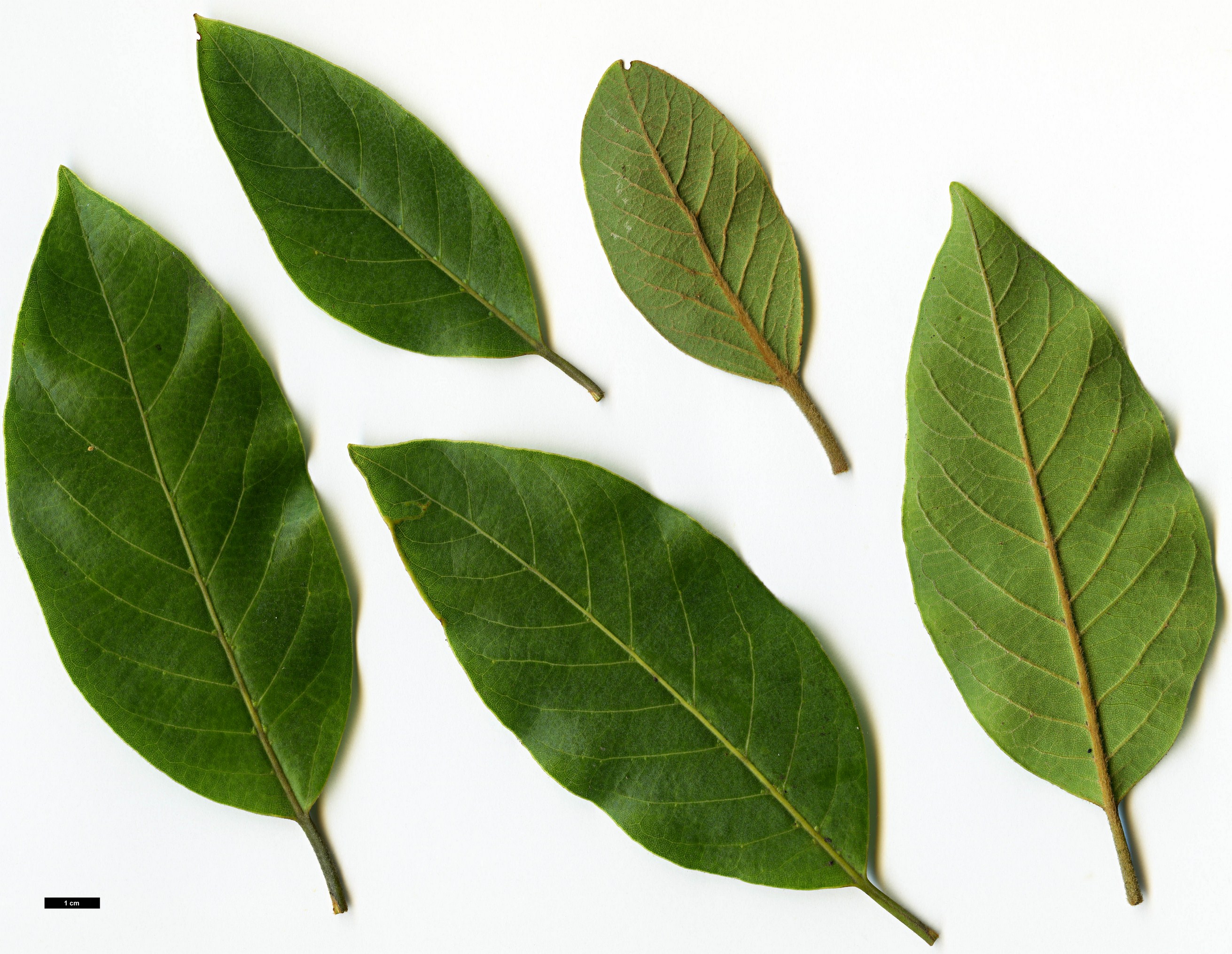 High resolution image: Family: Lauraceae - Genus: Laurus - Taxon: novocanariensis